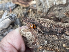 Coccinella monticola