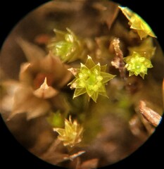 Bryum barnesii