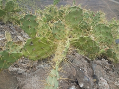 Opuntia stricta