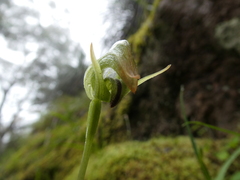 Pterostylis nutans