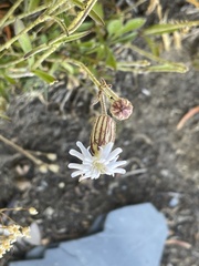 Silene parryi