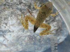 Rana italica