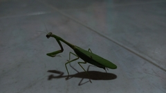 Parastagmatoptera