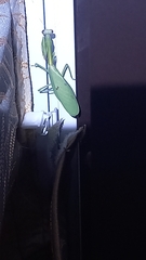 Parastagmatoptera