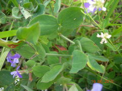 Lathyrus laxiflorus