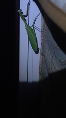Parastagmatoptera