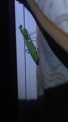 Parastagmatoptera