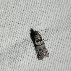 Acrobasis