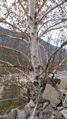 Betula lanata