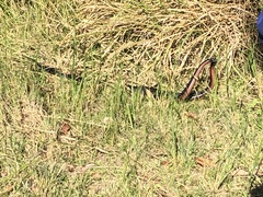 Pseudechis porphyriacus