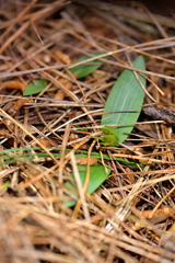 Chiloglottis cornuta