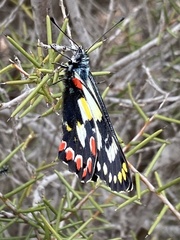 Delias aganippe