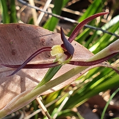 Lyperanthus suaveolens