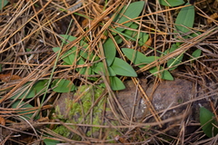 Chiloglottis cornuta