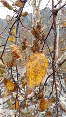 Betula lanata