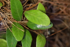 Pyrrosia eleagnifolia