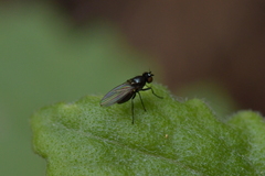 Ephydridae
