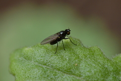 Ephydridae