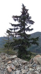 Picea jezoensis