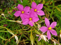 Chironia decumbens
