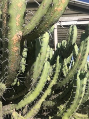 Myrtillocactus
