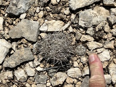 Coryphantha echinus