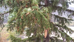 Picea jezoensis