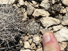Coryphantha echinus