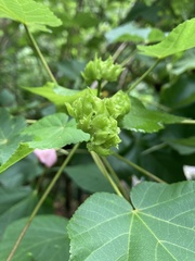 Dombeya wallichii