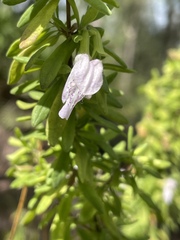 Conradina