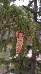 Picea jezoensis