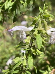 Conradina