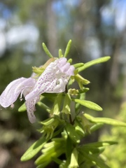 Conradina