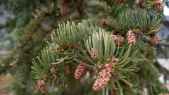Picea jezoensis
