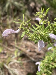 Conradina