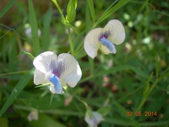Lathyrus sativus