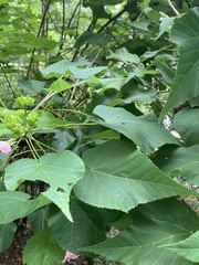Dombeya wallichii