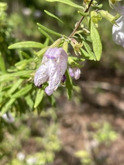 Conradina