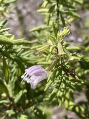 Conradina