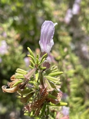 Conradina