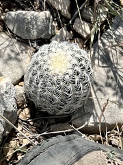 Echinocereus reichenbachii caespitosus