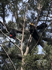 Calyptorhynchus lathami