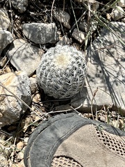 Echinocereus reichenbachii caespitosus