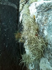 Ramalina siliquosa