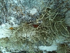Ramalina siliquosa