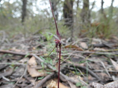 Acianthus caudatus