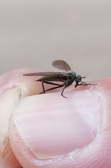 Empididae