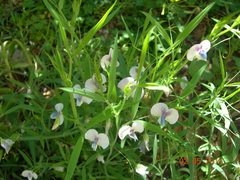 Lathyrus sativus