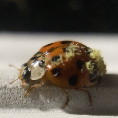 Hesperomyces harmoniae