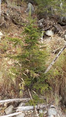Picea jezoensis
